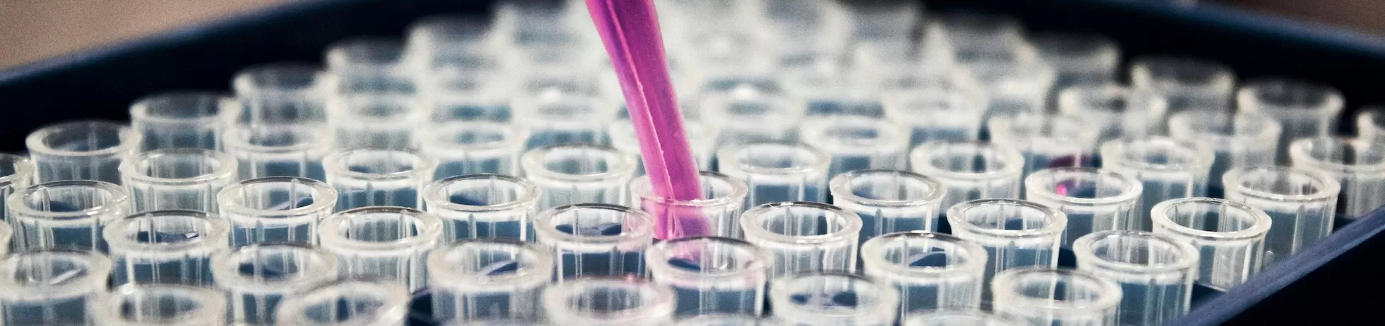 A pipette with magenta liquid dipping into a test tube